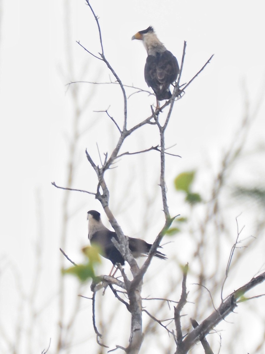 Crested Caracara - ML645706488