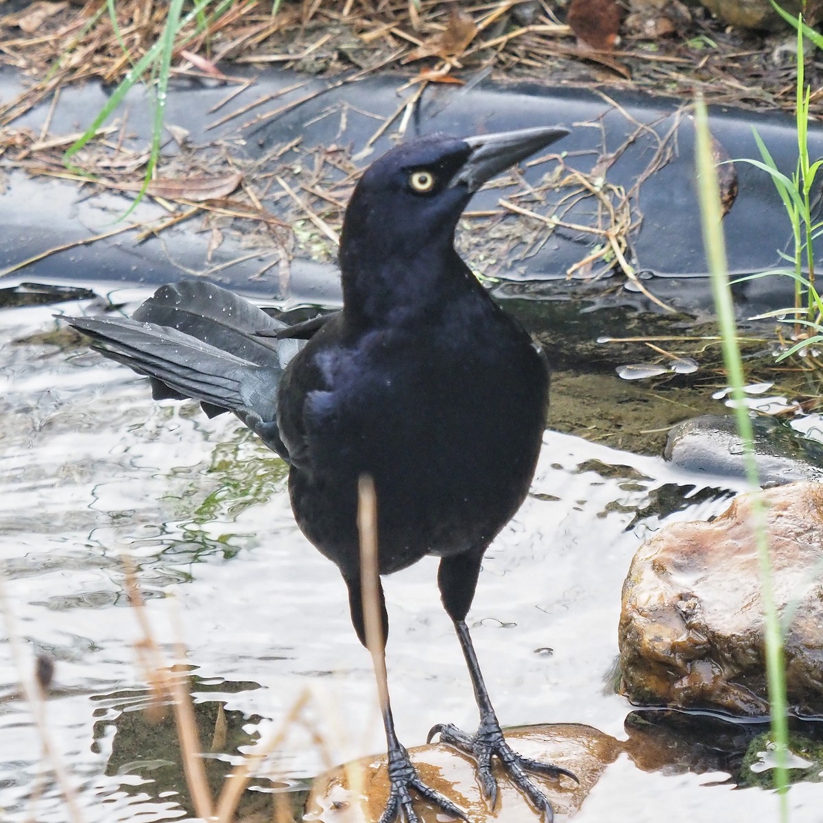 Great-tailed Grackle - ML645706494