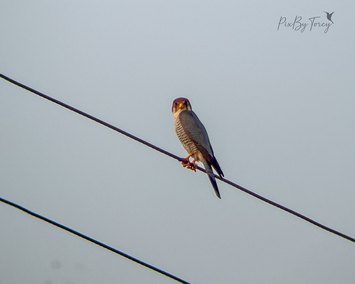 Red-necked Falcon - ML645706508