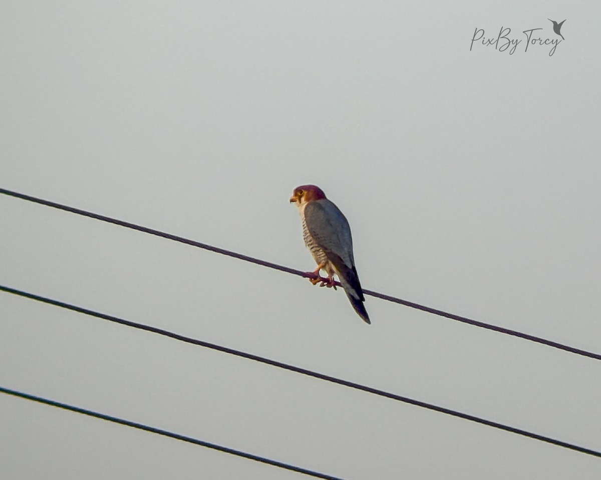Red-necked Falcon - ML645706509