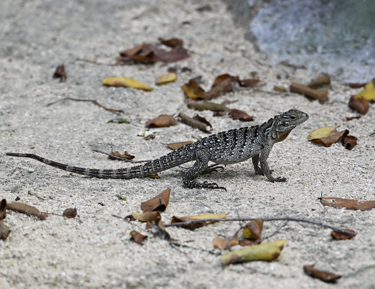 Lesser Caymans Iguana - ML645706513