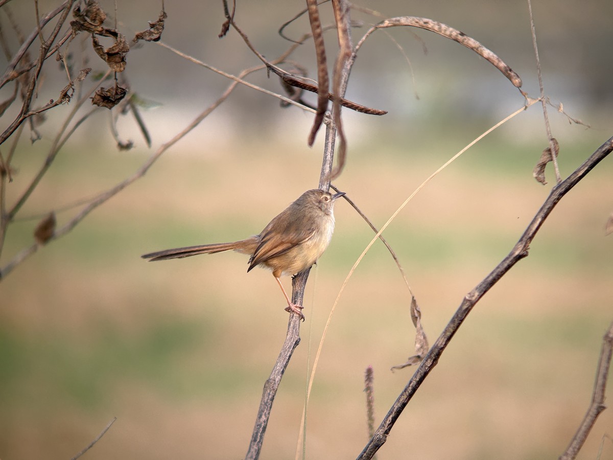 Plain Prinia - ML645706517