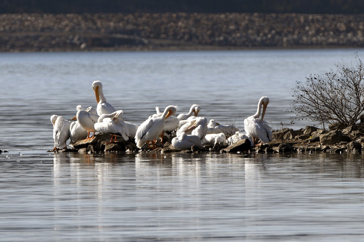 American White Pelican - ML645706528