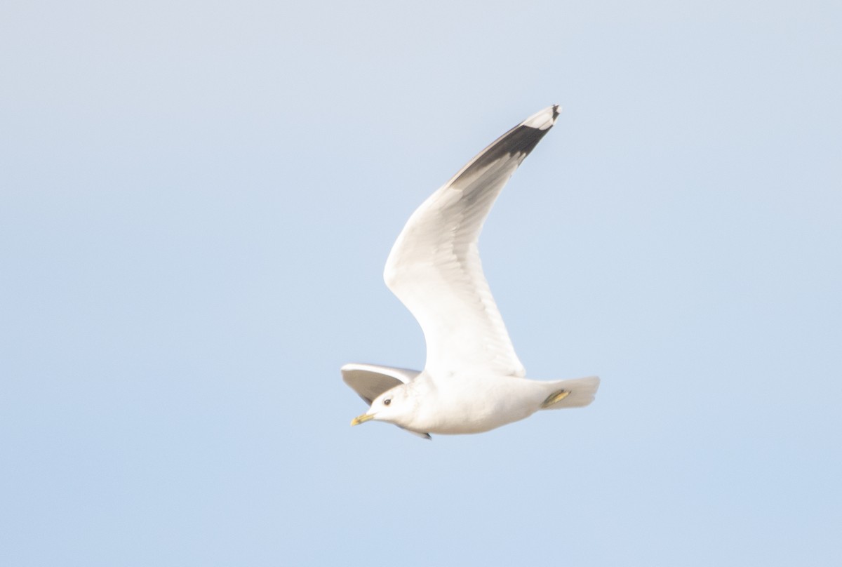 Common Gull - ML645706538