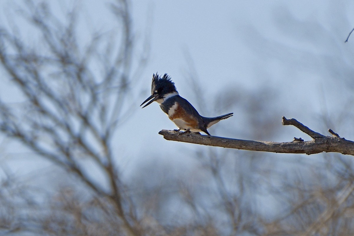 Belted Kingfisher - ML645706542