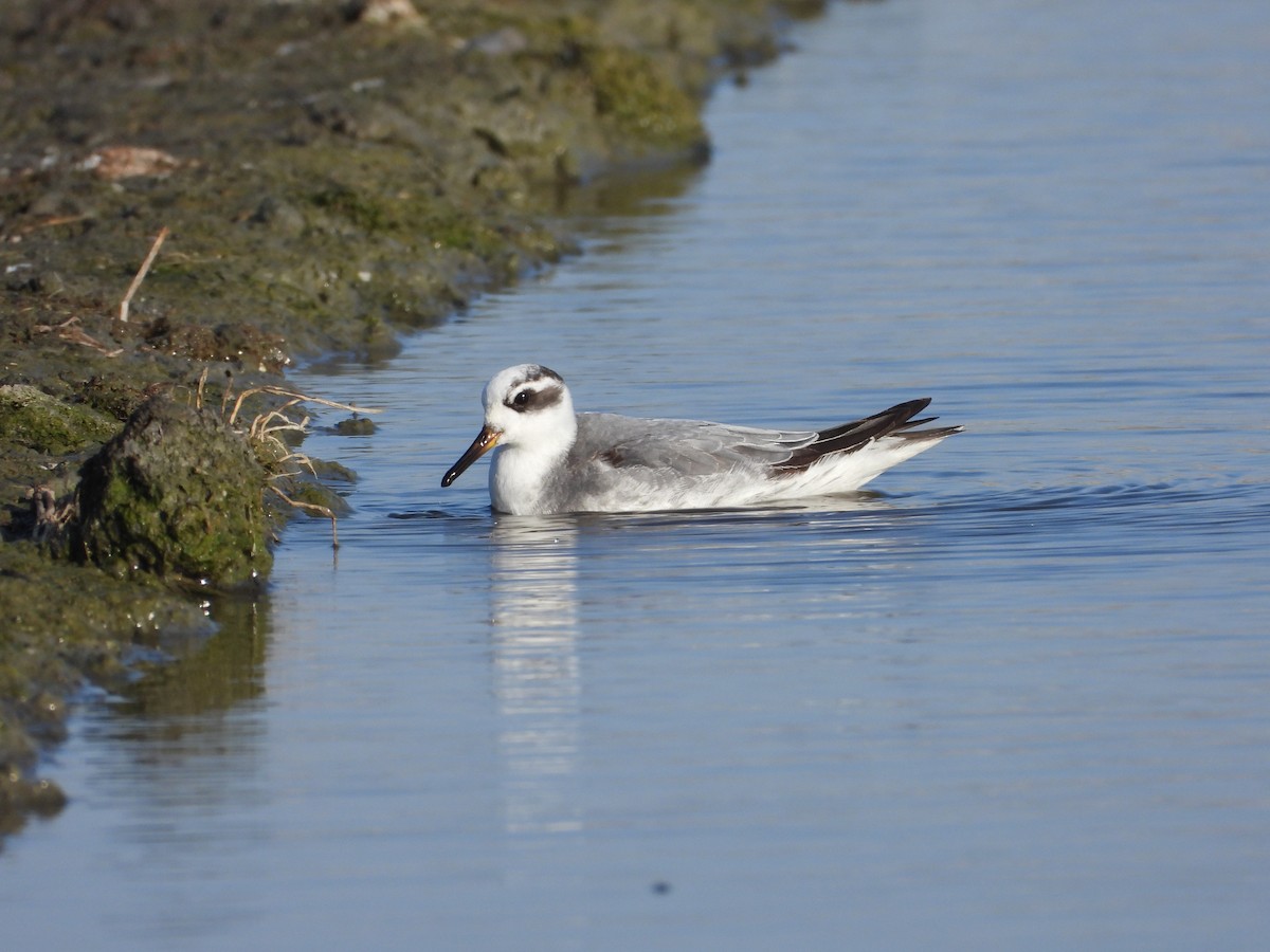 Red Phalarope - ML645706545