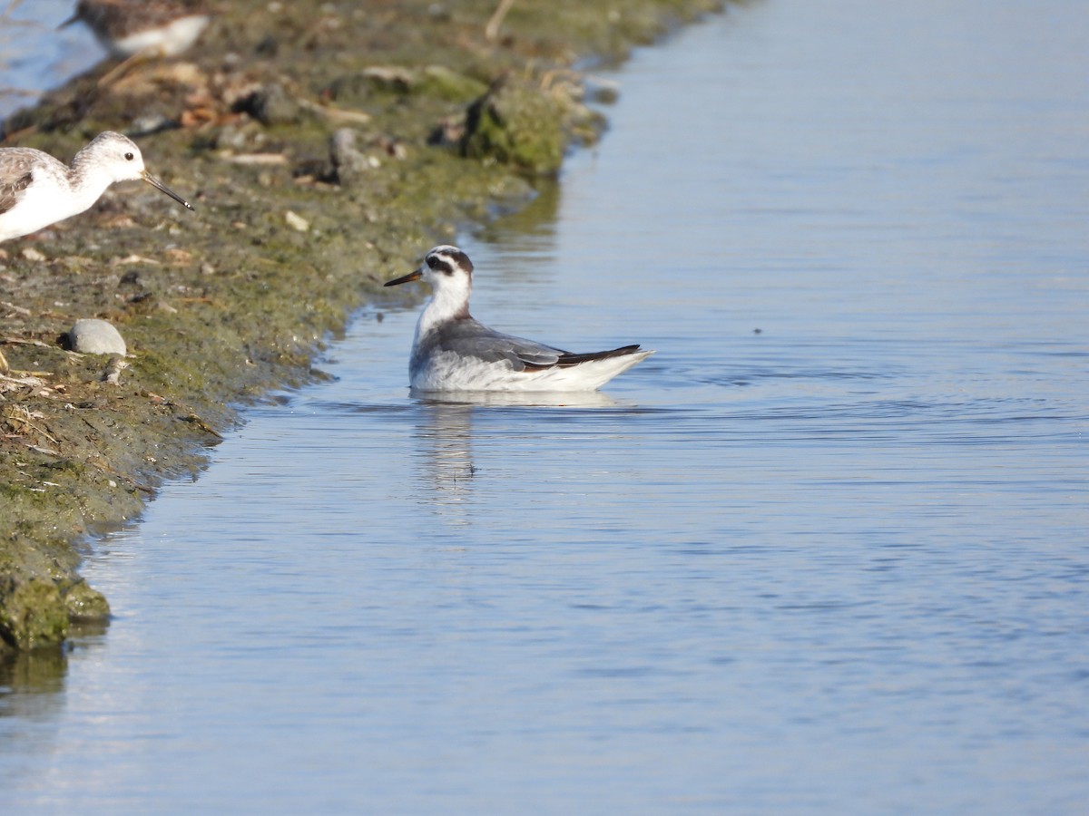 Red Phalarope - ML645706546