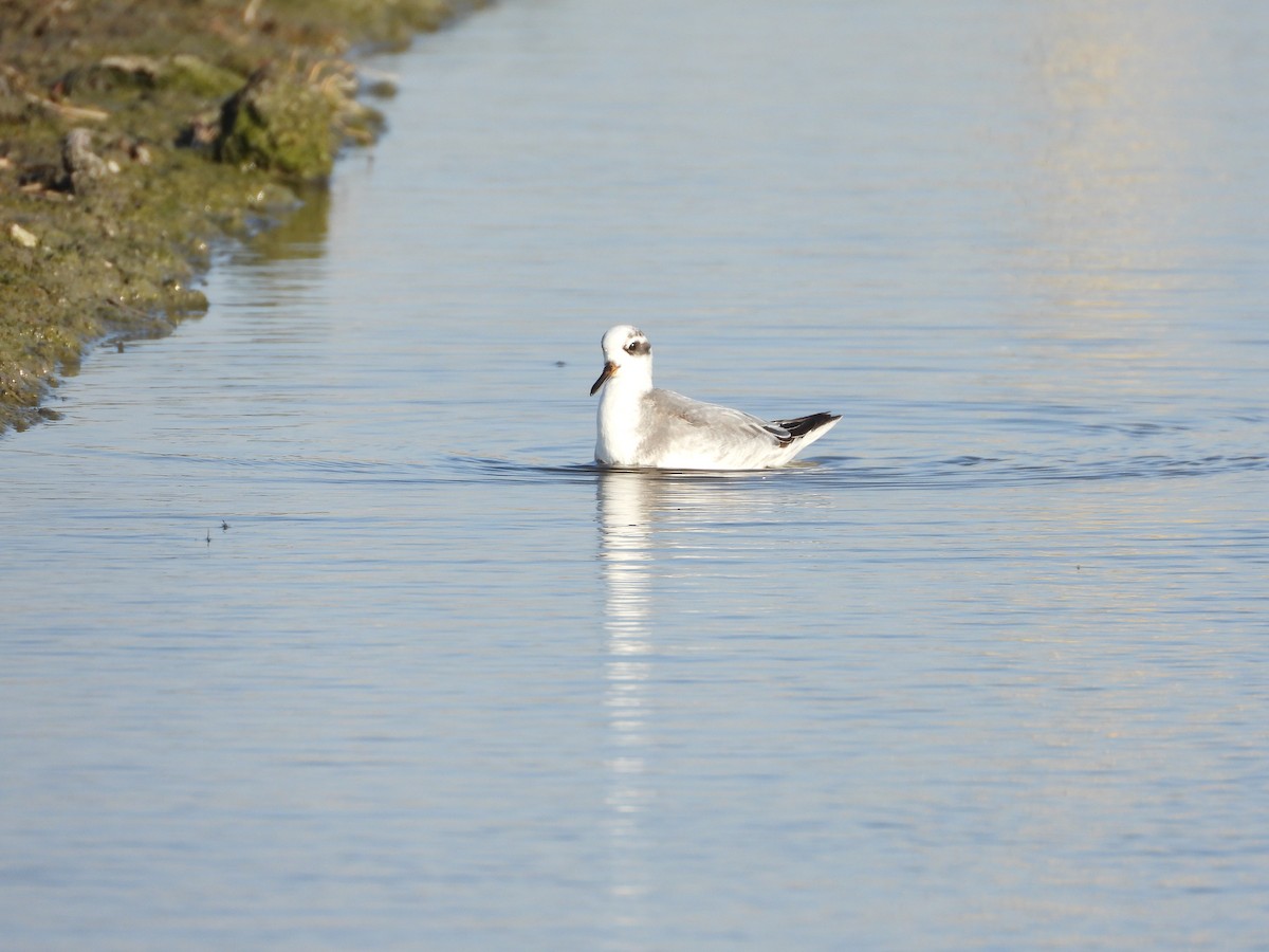 Red Phalarope - ML645706547