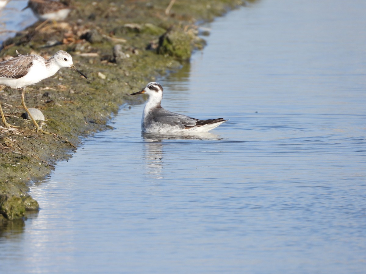 Red Phalarope - ML645706548