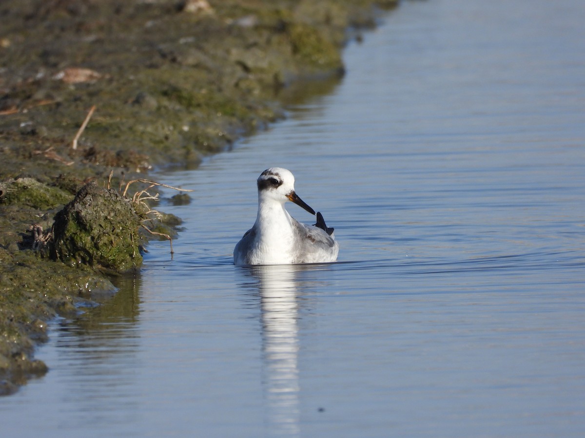 Red Phalarope - ML645706549