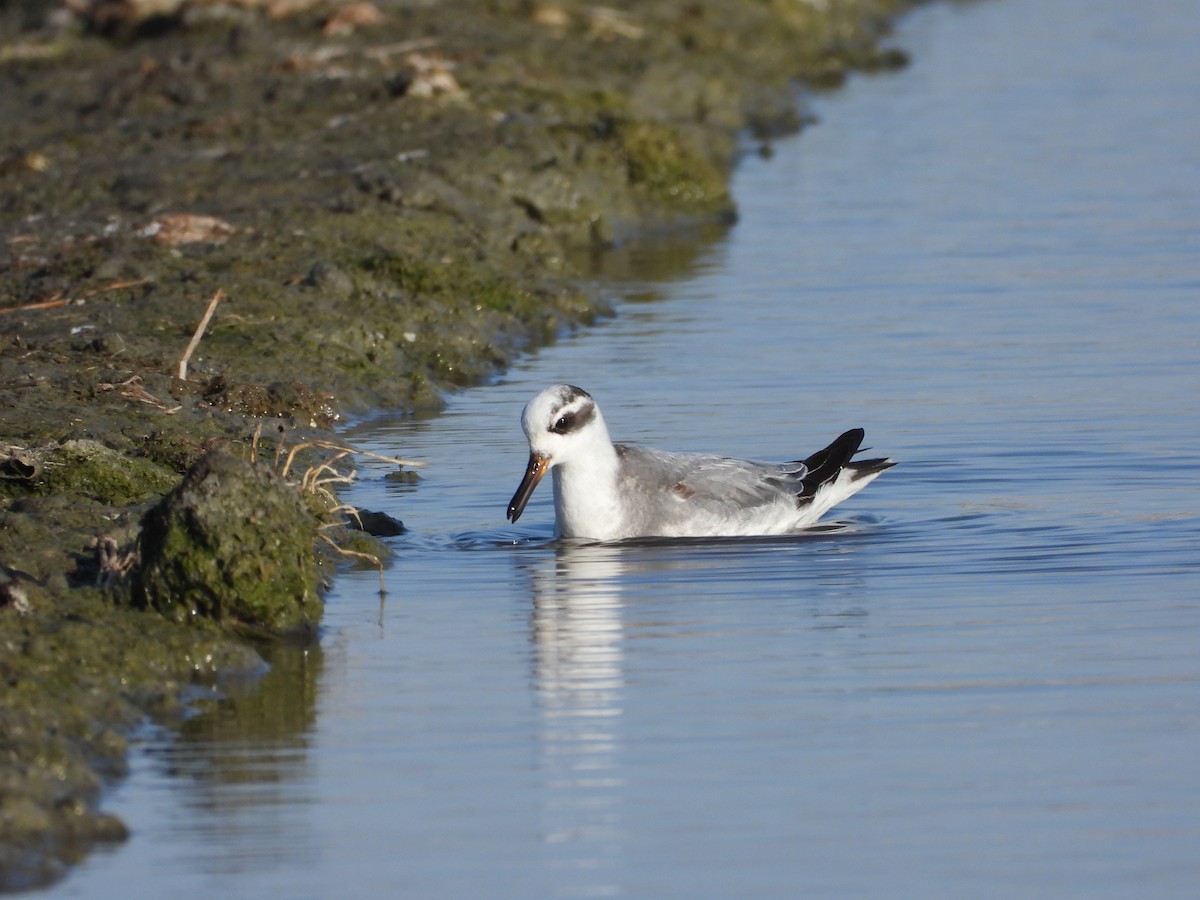 Red Phalarope - ML645706550