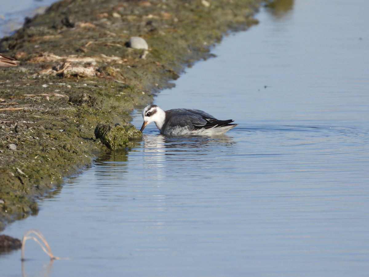 Red Phalarope - ML645706551