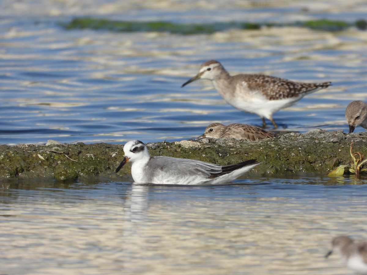 Red Phalarope - ML645706552