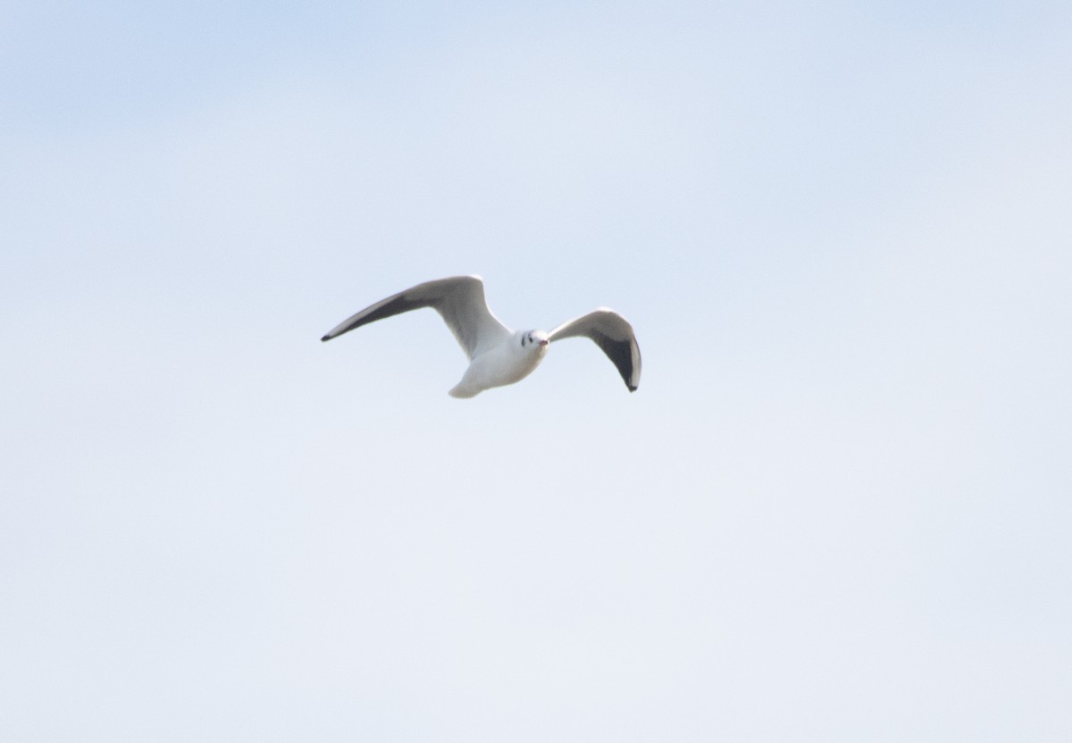 Black-headed Gull - ML645706553