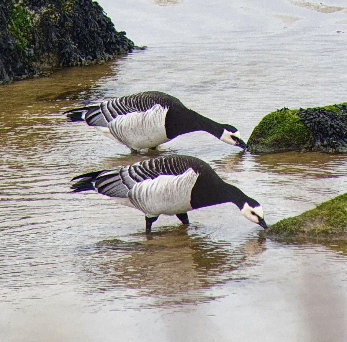 Weißwangengans - ML645706554