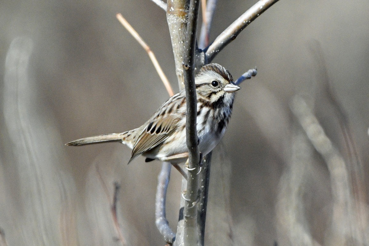 Song Sparrow - ML645706555