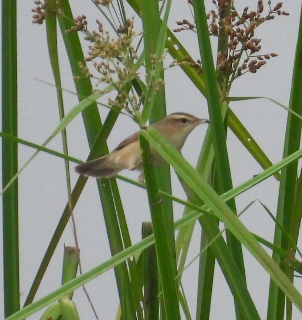 Black-browed Reed Warbler - ML645706563