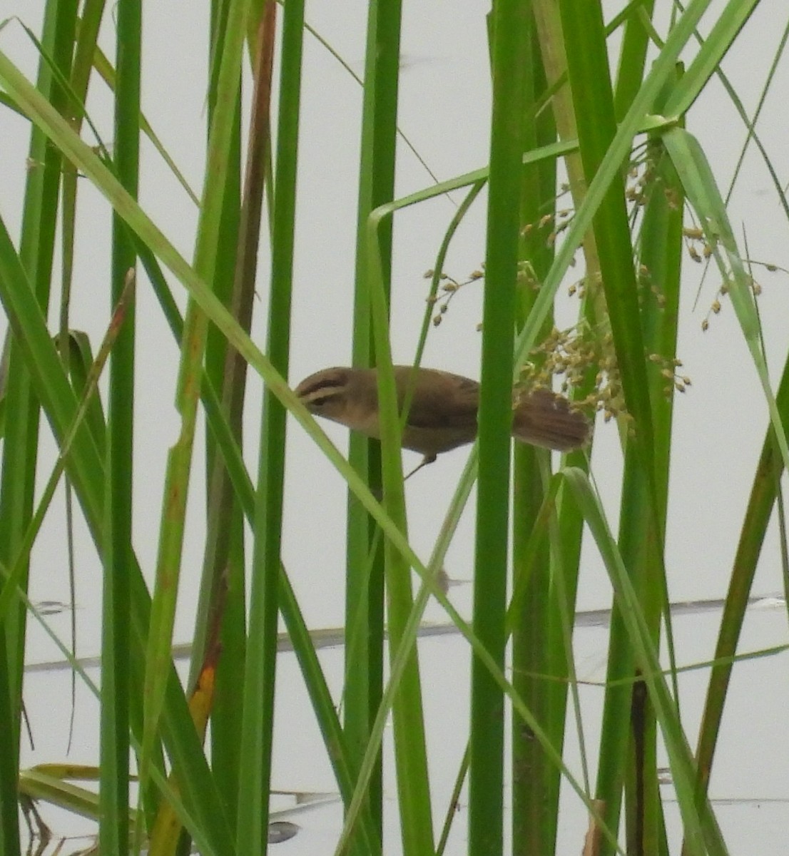 Black-browed Reed Warbler - ML645706564