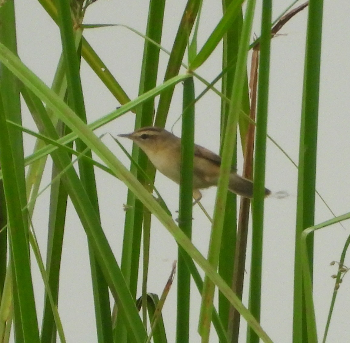 Black-browed Reed Warbler - ML645706565