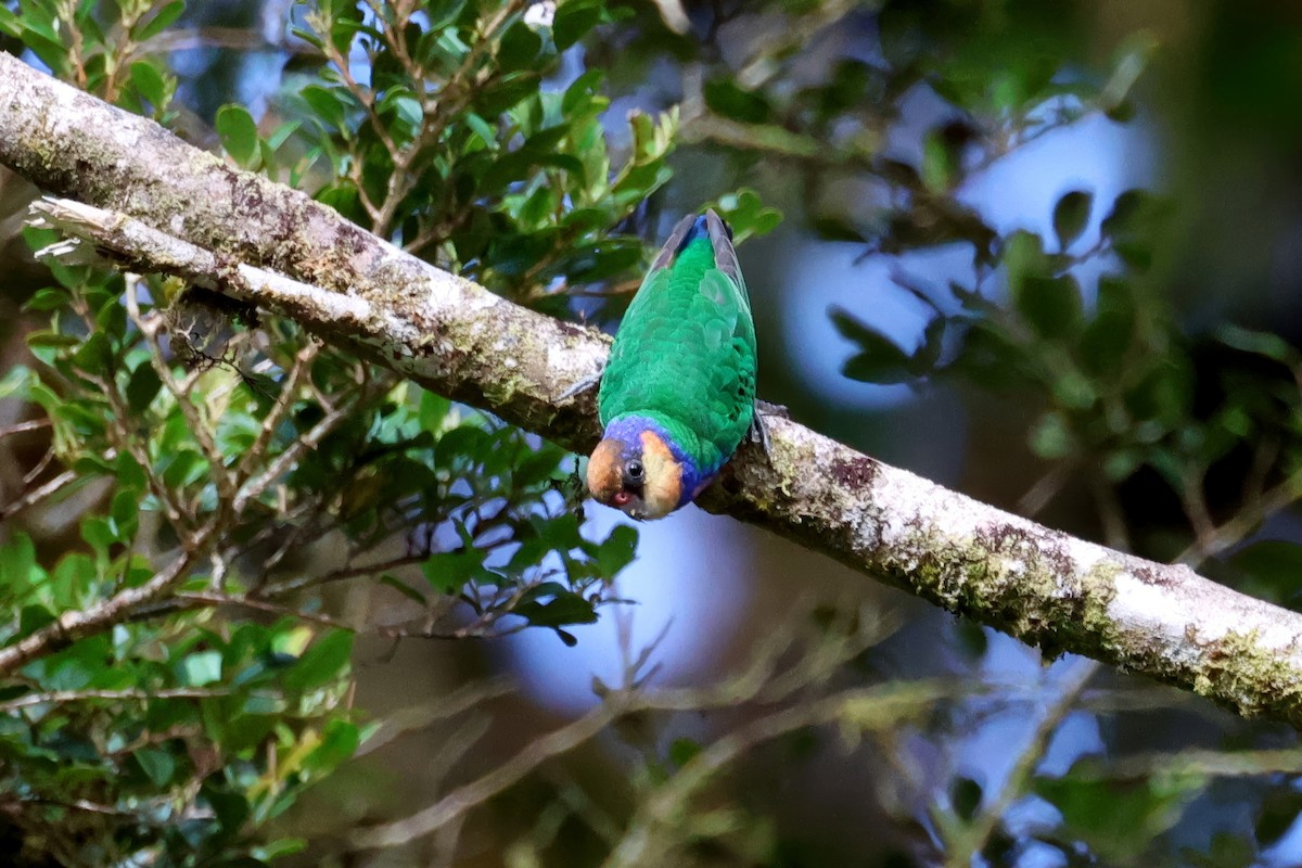 Red-breasted Pygmy-Parrot - ML645706572