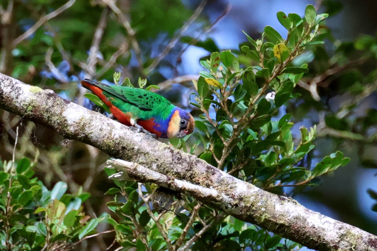 Red-breasted Pygmy-Parrot - ML645706584