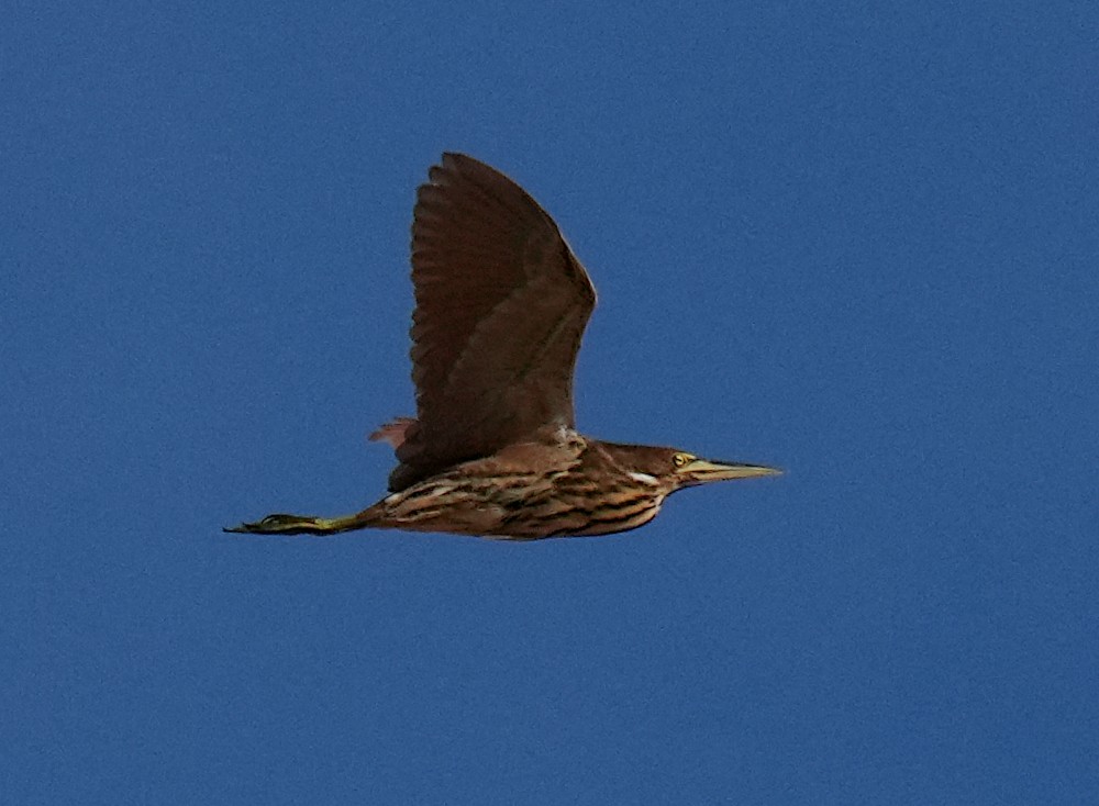 Cinnamon Bittern - ML645706598