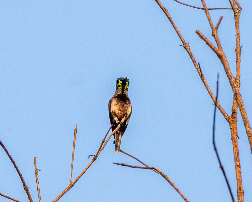Black-bellied Thorntail - ML645706601
