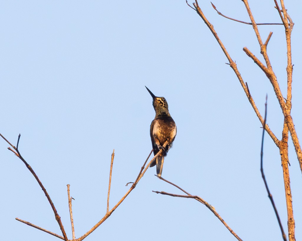 Black-bellied Thorntail - ML645706602
