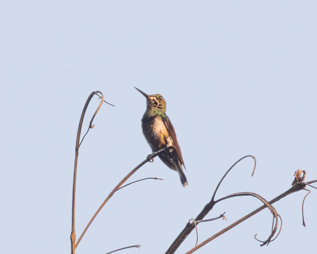 Black-bellied Thorntail - ML645706603