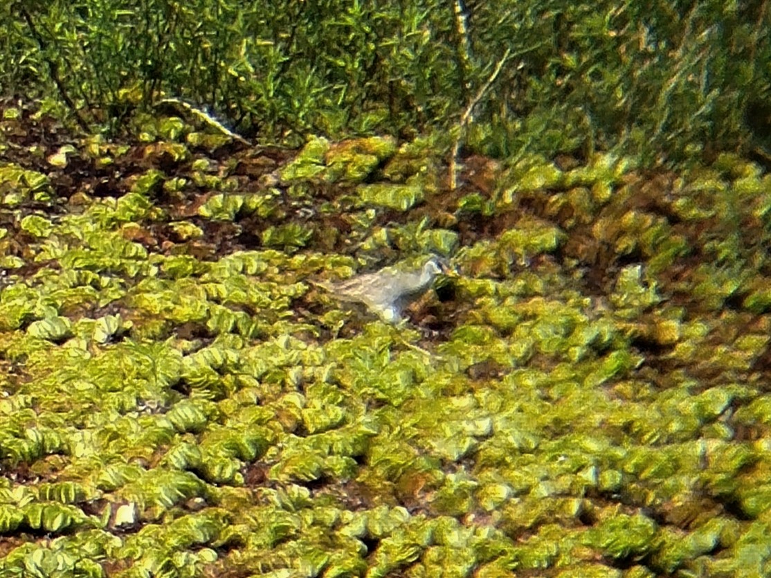 chřástal popelavý - ML645706613