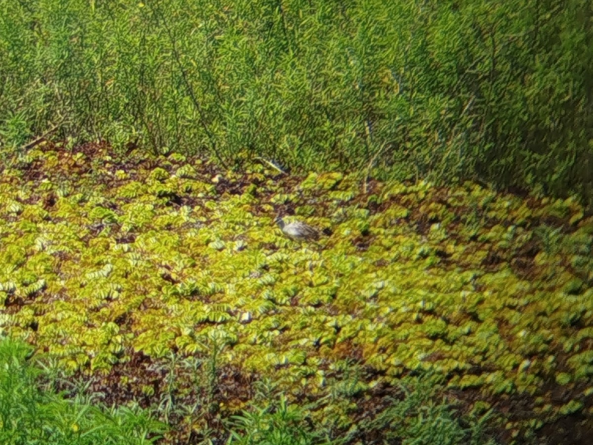 chřástal popelavý - ML645706614