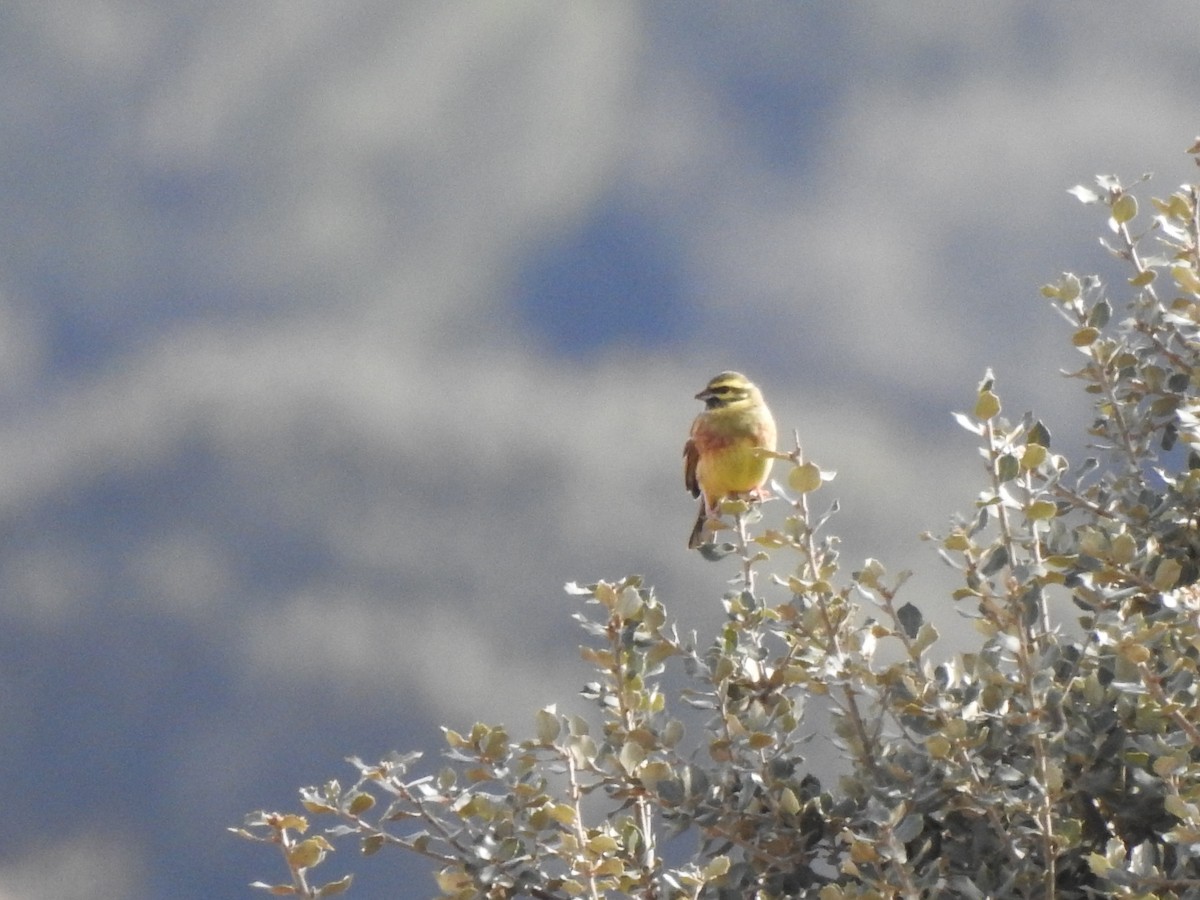strnad cvrčivý - ML645706617