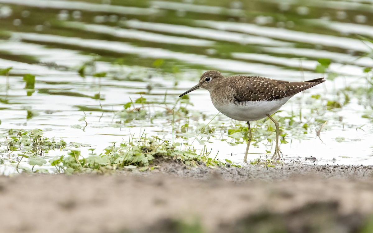 Solitary Sandpiper - ML645706619