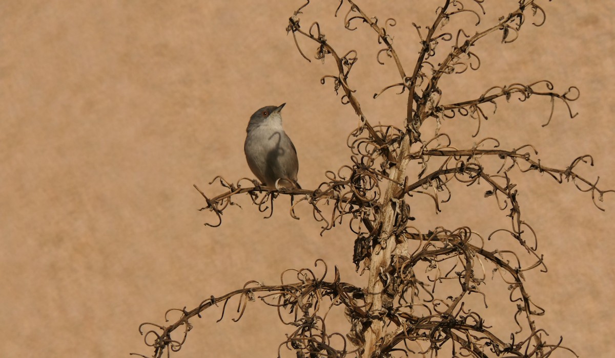 Sardinian Warbler - ML645706628