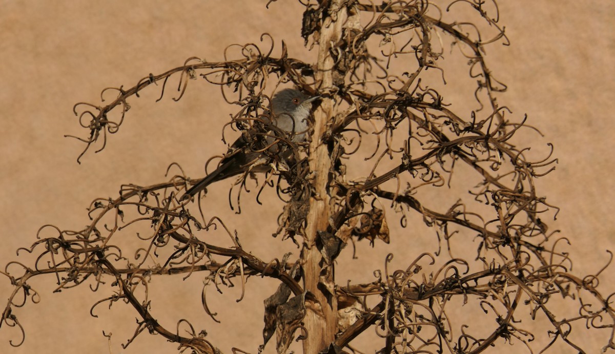 Sardinian Warbler - ML645706629