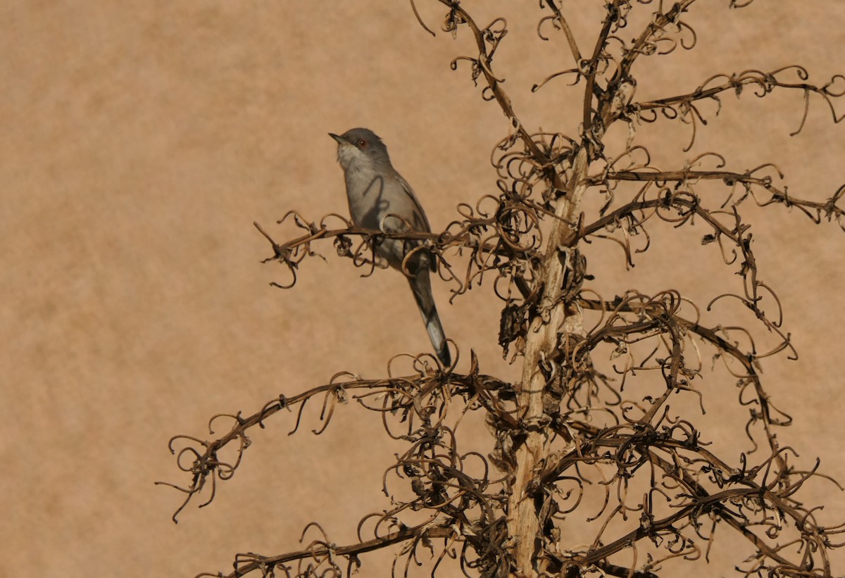 Sardinian Warbler - ML645706630