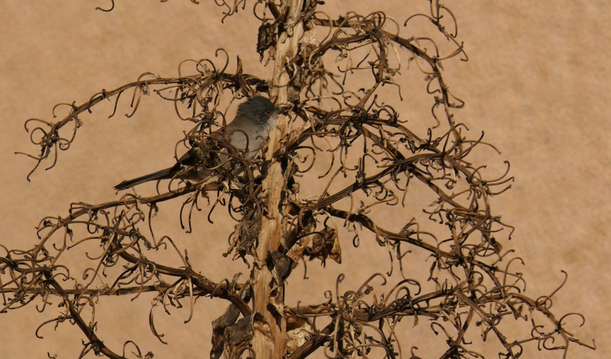 Sardinian Warbler - ML645706631