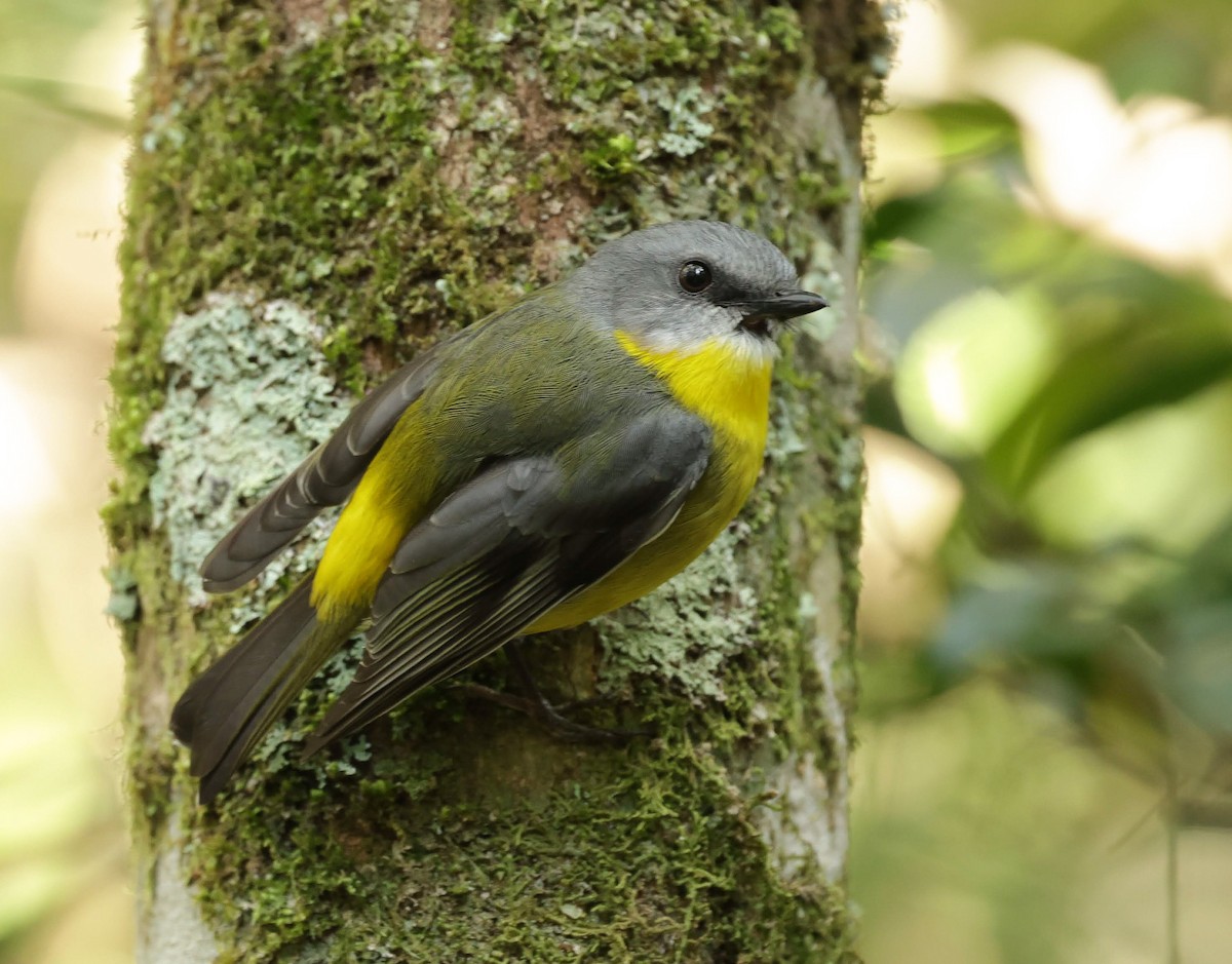 lejsčík žlutý - ML645706633