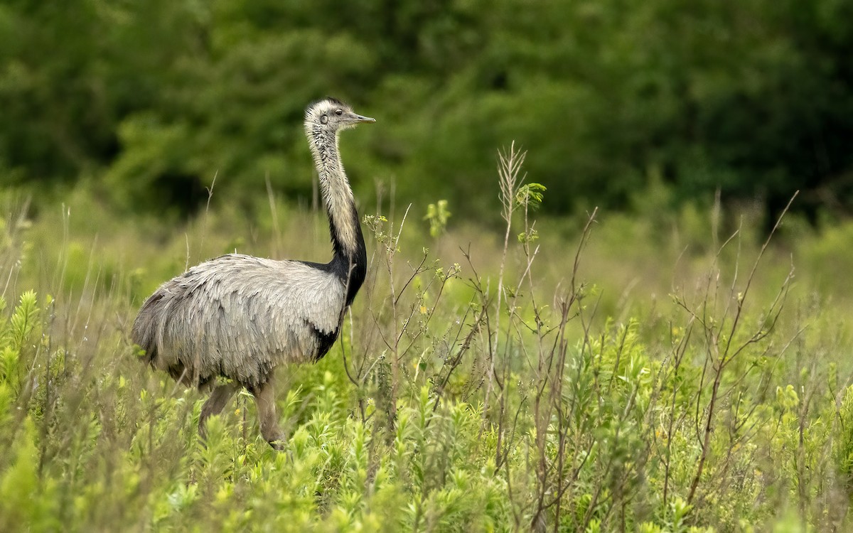 Greater Rhea - ML645706635