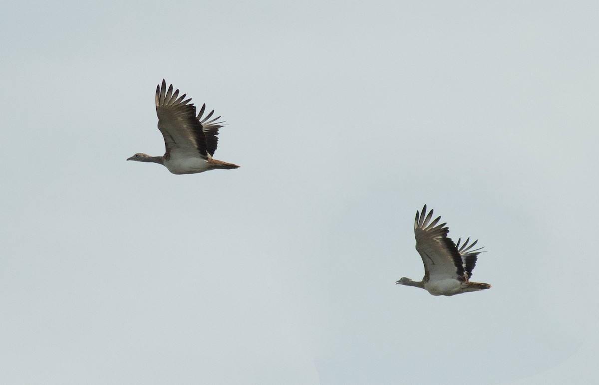 Great Bustard - ML645706640