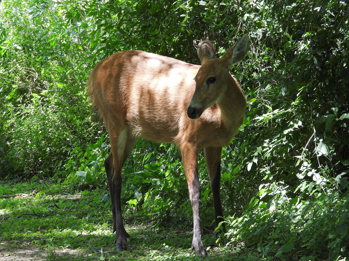 Marsh Deer - ML645706652