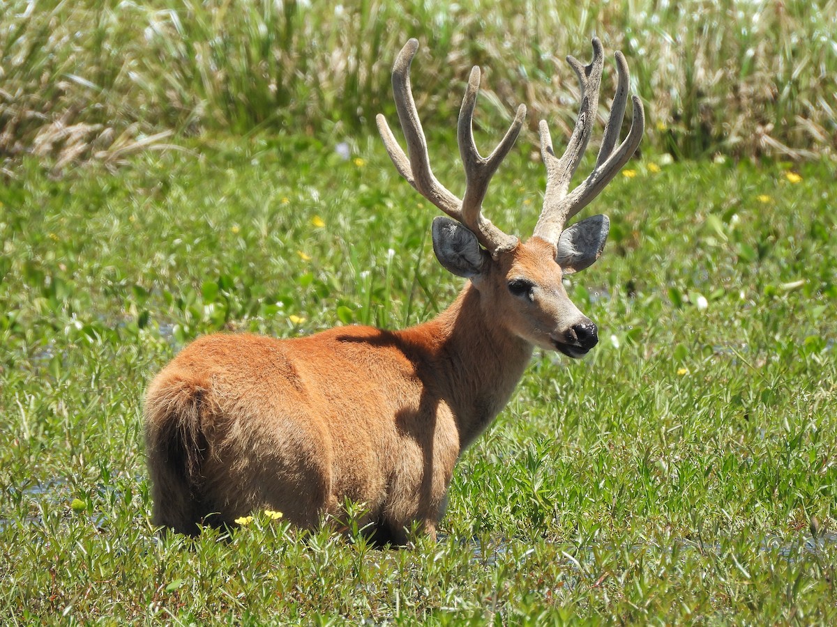 Marsh Deer - ML645706653