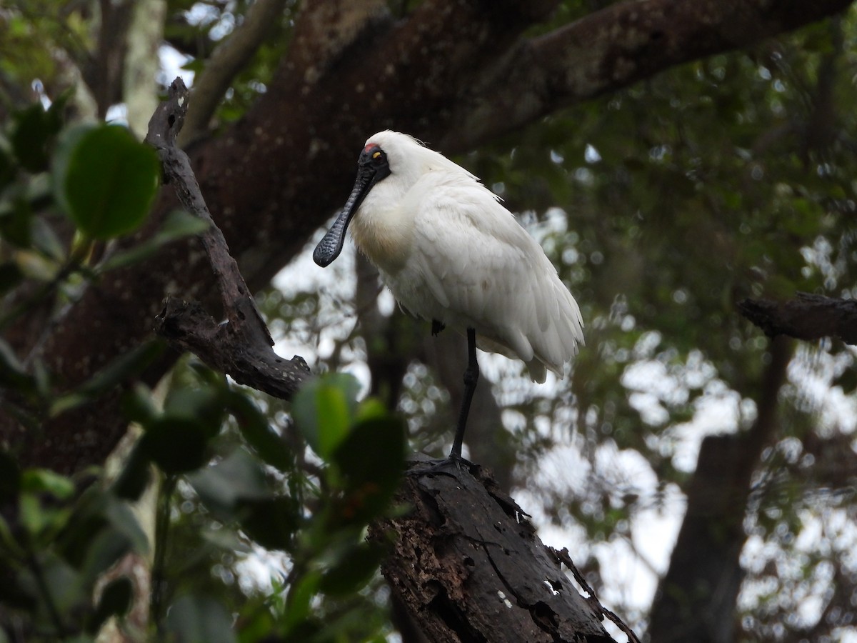 Royal Spoonbill - ML645706676