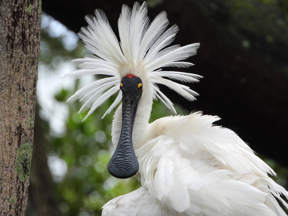 Royal Spoonbill - ML645706677
