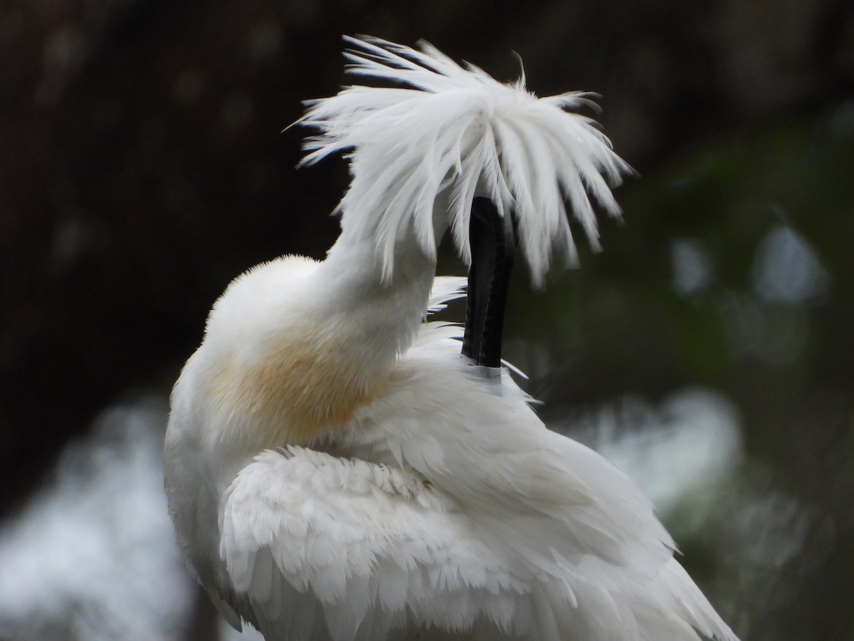 Royal Spoonbill - ML645706678