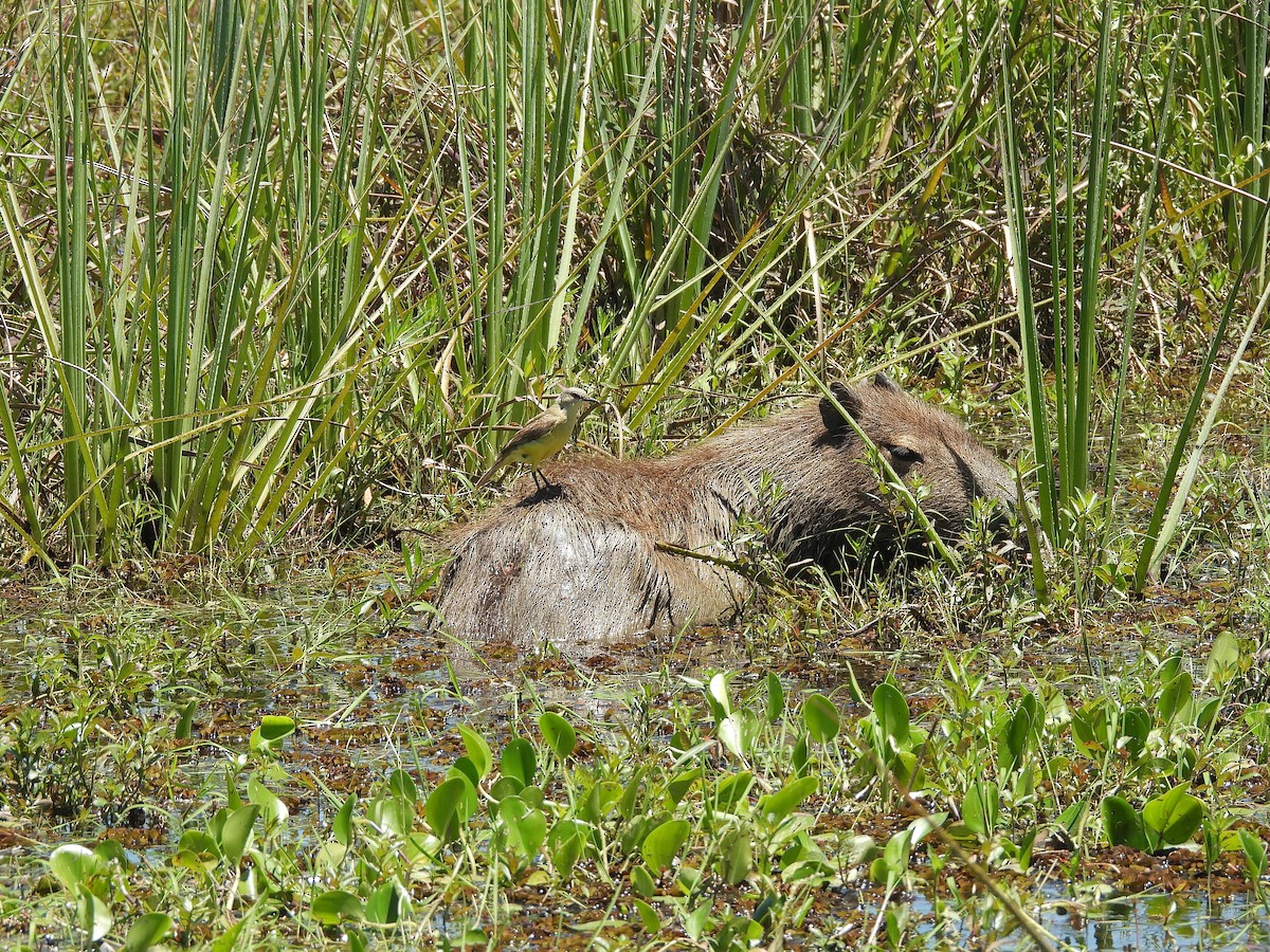 Capybara - ML645706688