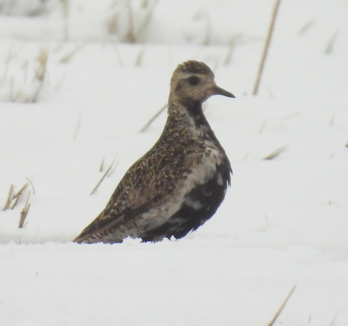 Сивка звичайна - ML645706707