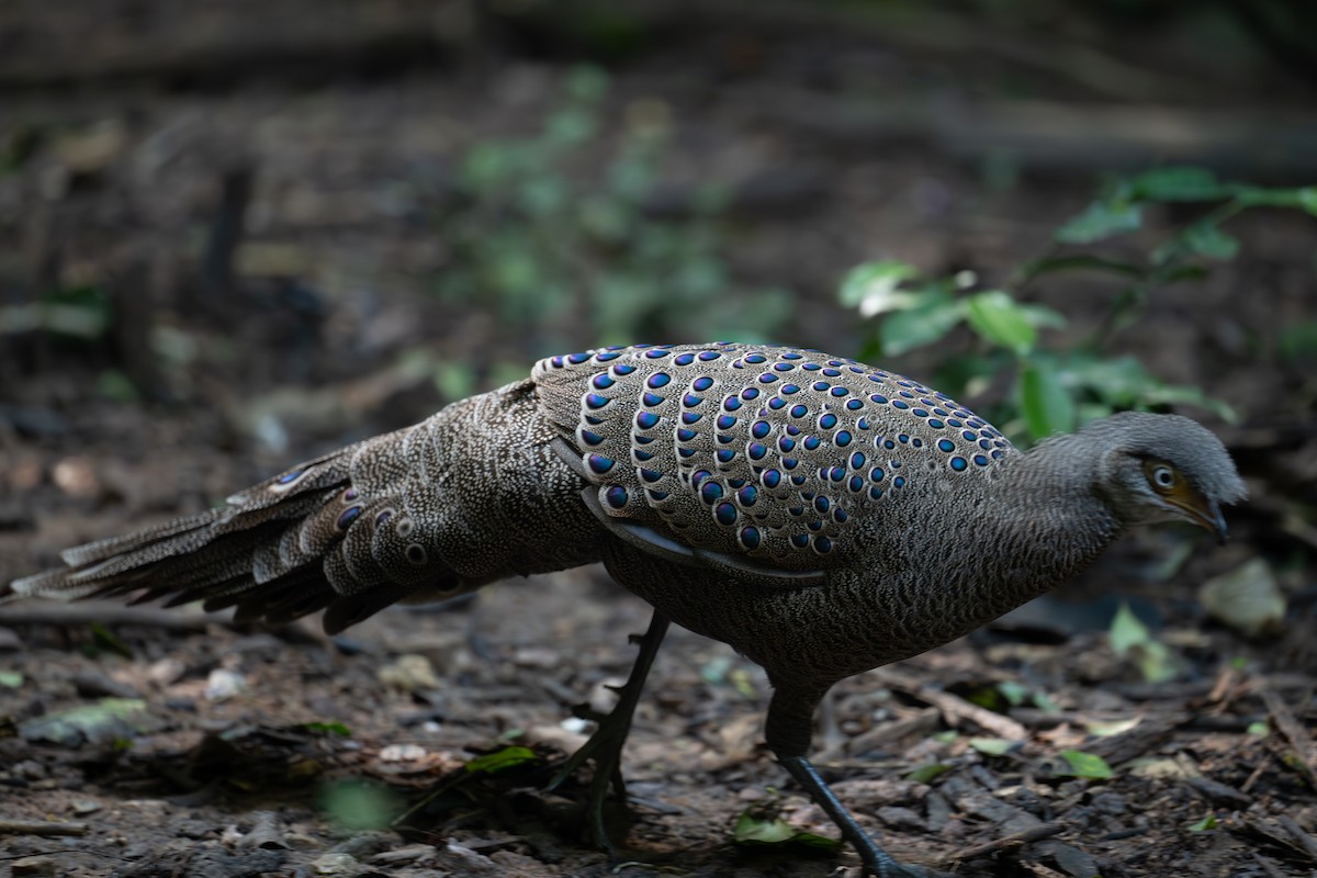 Indochina-Pfaufasan - ML645706753