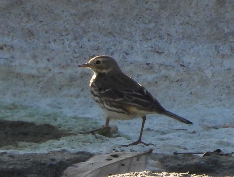 黃腹鷚 - ML645706754