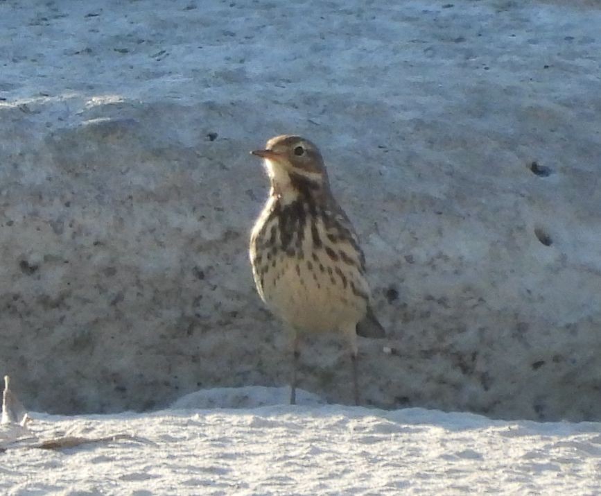 黃腹鷚 - ML645706755